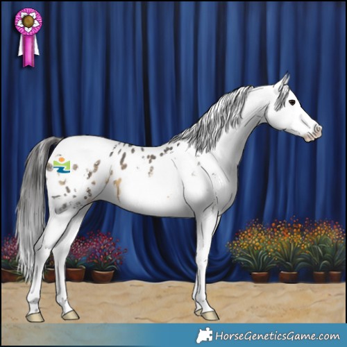 Horse Color:Buckskin Sabino Tobiano Blanket 