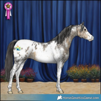 Horse Color:Buckskin Sabino Tobiano Appaloosa