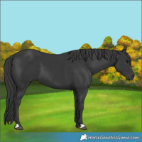 Horse Color:Black 