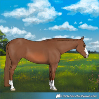 Horse Color:Chestnut 