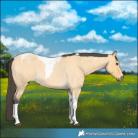 Horse Color:Buckskin Roan Tobiano 