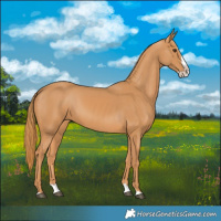 Horse Color:Chestnut Splash 