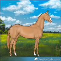 Horse Color:Chestnut Splash 