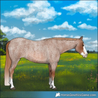 Horse Color:Red Roan Splash 