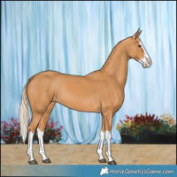 Horse Color:Chestnut Splash 