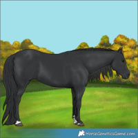 Horse Color:Black 