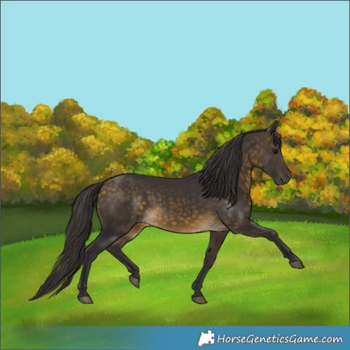 Horse Color:Buckskin