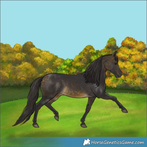 Horse Color:Buckskin 