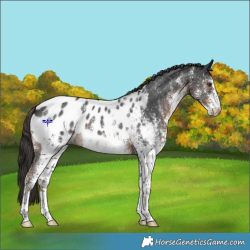 Horse Color:White Spotted Liver Chestnut Blanket 