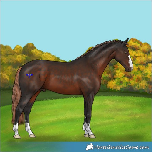 Horse Color:Liver Chestnut 