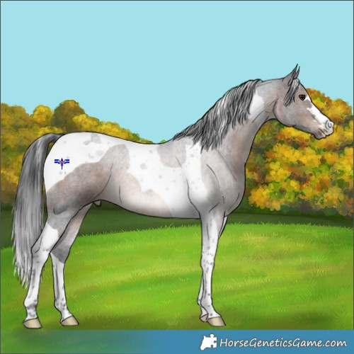Horse Color:Brown Tobiano 