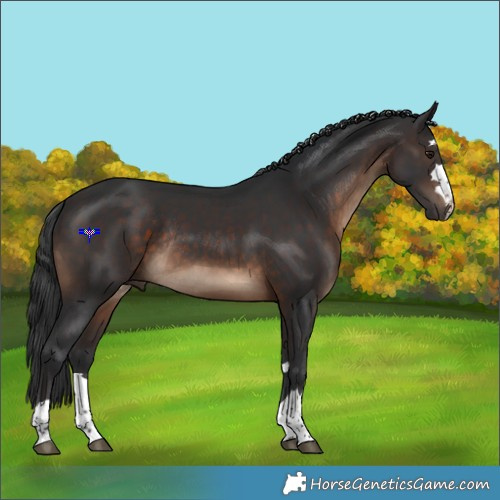 Horse Color:Brown Rabicano 