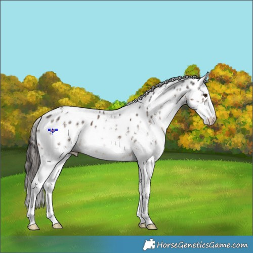 Horse Color:White Spotted Liver Chestnut Appaloosa 