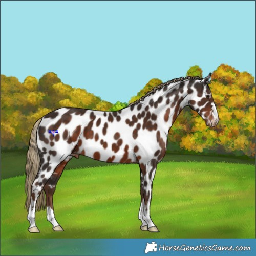 Horse Color:Liver Chestnut Appaloosa 