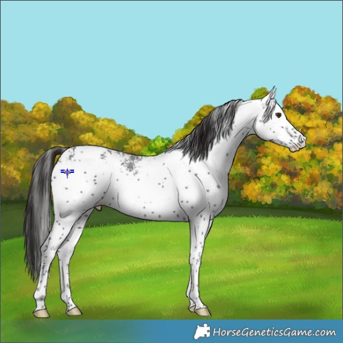 Horse Color:White Spotted Liver Chestnut 