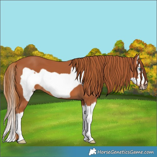 Horse Color:Chestnut Splash Frame 