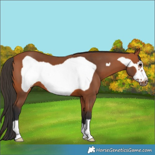Horse Color:Bay Frame 