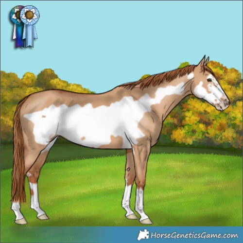 Horse Color:Red Dun Frame 