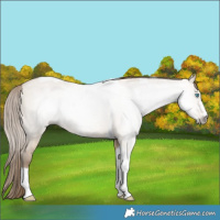 Horse Color:Gray Buckskin Pearl Dun Tobiano 
