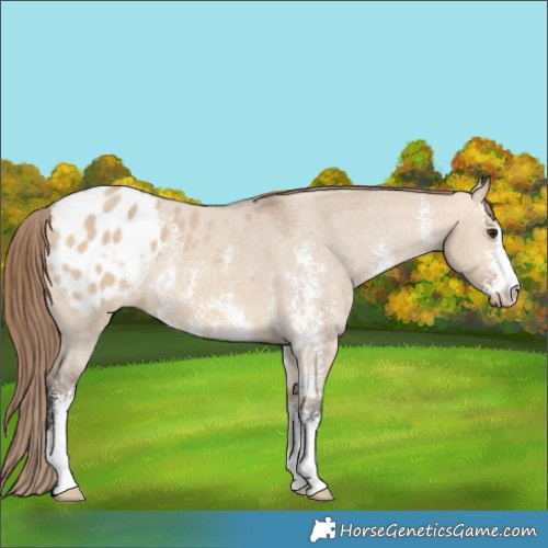 Horse Color:Bay Dun Sabino Appaloosa 