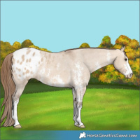 Horse Color:Bay Dun Sabino Appaloosa