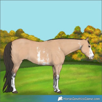 Horse Color:Bay Dun Sabino