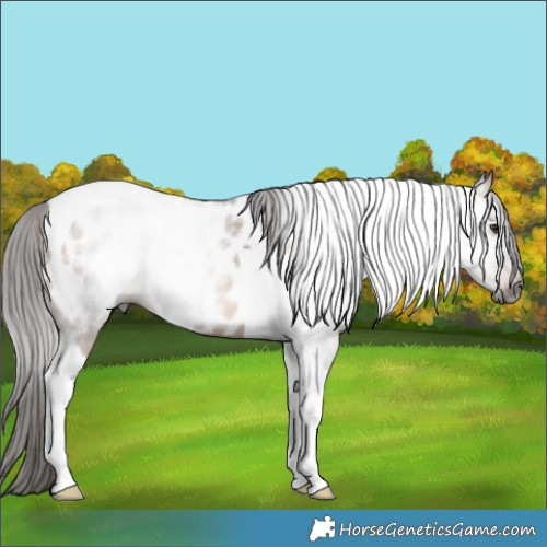 Horse Color:Gray Bay Dun Tobiano Appaloosa 