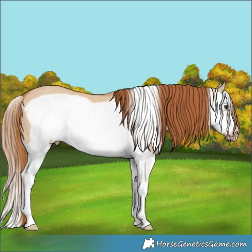 Horse Color:Red Dun Splash Frame 