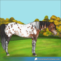 Horse Color:Brown Tobiano Near Leopard 