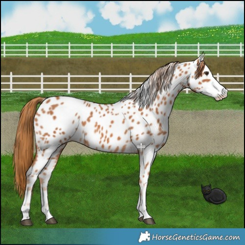 Horse Color:Chestnut Near Leopard 