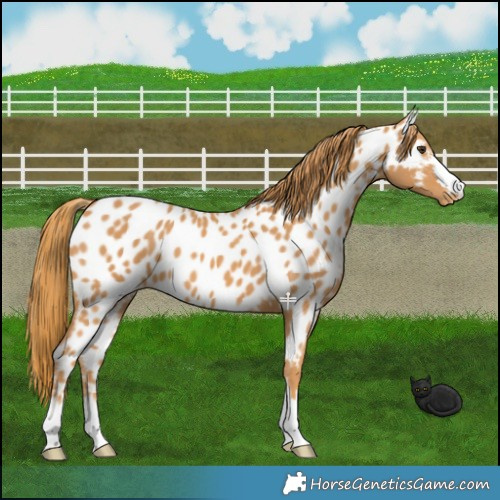 Horse Color:Chestnut Near Leopard 
