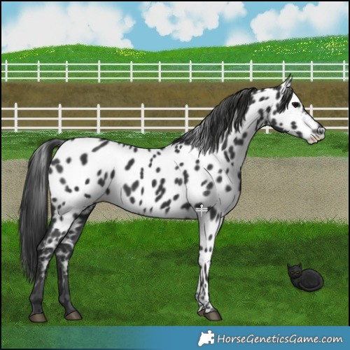 Horse Color:Black Near Leopard 