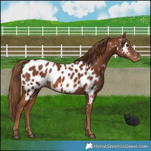 Horse Color:Chestnut Near Leopard 