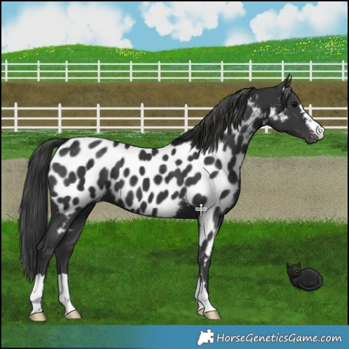 Horse Color:Black Near Leopard 