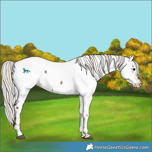 Horse Color:Silver Brown Dun Tobiano Fewspot 