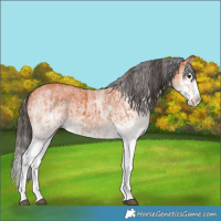 Horse Color:White Spotted Bay Splash  and White Spotted Bay Splash 