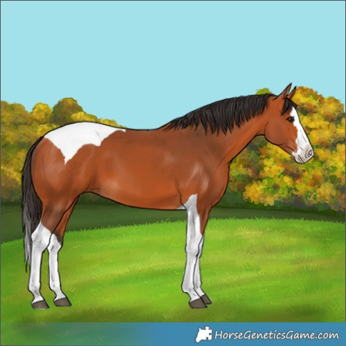 Horse Color:Bay Splash Tobiano 