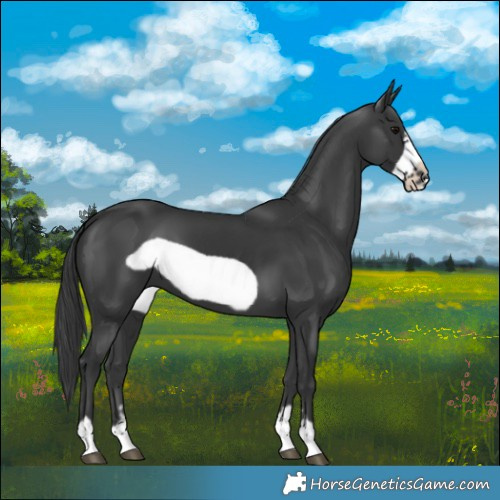 Horse Color:Black Frame 