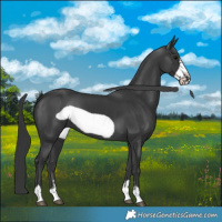Horse Color:Black Frame 