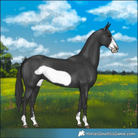 Horse Color:Black Frame