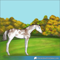 Horse Color:White Spotted Liver Red Dun Splash
