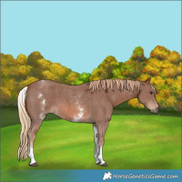 Horse Color:White Spotted Chestnut Sabino 