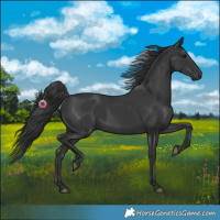 Horse Color:Black 