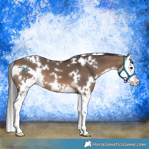 Horse Color:White Spotted Brown Dun Splash 