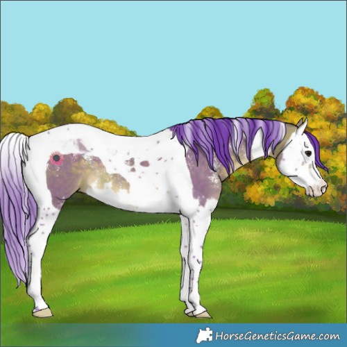 Horse Color:Powder White Watercolor Bay Dun Splash Tobiano 