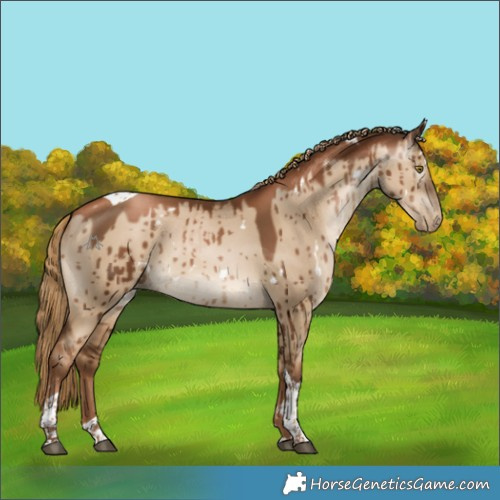 Horse Color:Gray White Spotted Liver Red Dun Pearl Tobiano Brindle 