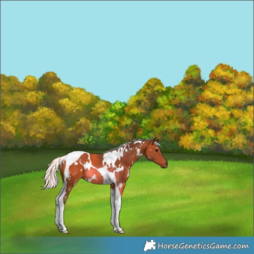 Horse Color:White Spotted Silver Bay Tobiano 