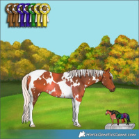 Horse Color:White Spotted Silver Bay Tobiano