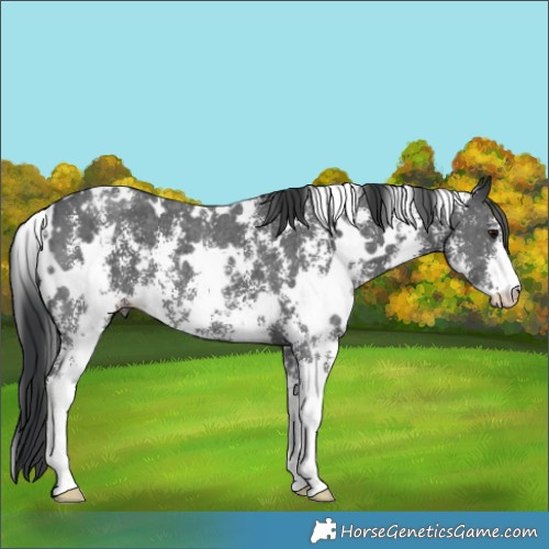Horse Color:White Spotted Black Sabino 