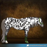 Horse Color:Smoky Black Near Leopard 
